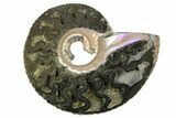 One Side Polished, Pyritized Fossil Ammonite - Russia #174987-1